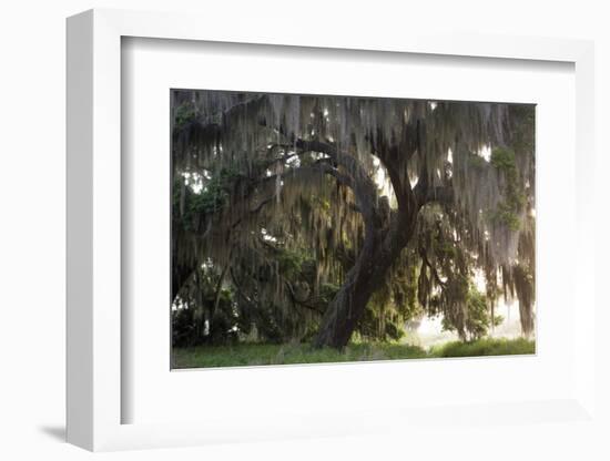 Morning Light Illuminating the Moss Covered Oak Trees in Florida-Sheila Haddad-Framed Photographic Print