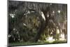 Morning Light Illuminating the Moss Covered Oak Trees in Florida-Sheila Haddad-Mounted Photographic Print