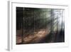 Morning Light in the Forest, Acadia, Maine-George Oze-Framed Photographic Print