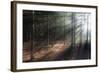 Morning Light in the Forest, Acadia, Maine-George Oze-Framed Photographic Print