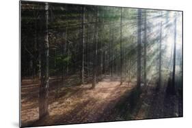 Morning Light in the Forest, Acadia, Maine-George Oze-Mounted Photographic Print