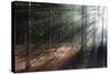 Morning Light in the Forest, Acadia, Maine-George Oze-Stretched Canvas