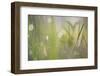 Morning Light No. 2-Ulpi Gonzalez-Framed Photographic Print