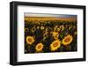 Morning Light on a Sunflower Field-Darrell Gulin-Framed Photographic Print