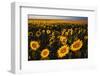 Morning Light on a Sunflower Field-Darrell Gulin-Framed Photographic Print