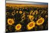 Morning Light on a Sunflower Field-Darrell Gulin-Mounted Photographic Print