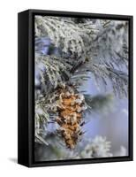 Morning Light on Balsam Fir Cone with Frost, Michigan, USA-Mark Carlson-Framed Stretched Canvas