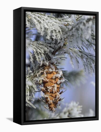 Morning Light on Balsam Fir Cone with Frost, Michigan, USA-Mark Carlson-Framed Stretched Canvas