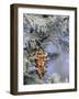 Morning Light on Balsam Fir Cone with Frost, Michigan, USA-Mark Carlson-Framed Photographic Print