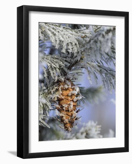 Morning Light on Balsam Fir Cone with Frost, Michigan, USA-Mark Carlson-Framed Photographic Print