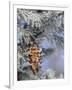 Morning Light on Balsam Fir Cone with Frost, Michigan, USA-Mark Carlson-Framed Photographic Print