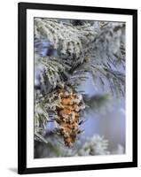 Morning Light on Balsam Fir Cone with Frost, Michigan, USA-Mark Carlson-Framed Photographic Print