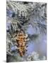 Morning Light on Balsam Fir Cone with Frost, Michigan, USA-Mark Carlson-Mounted Photographic Print
