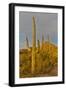 Morning light on Saguaro cactus Saguaro National Park, Arizona.-Darrell Gulin-Framed Photographic Print