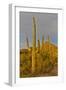 Morning light on Saguaro cactus Saguaro National Park, Arizona.-Darrell Gulin-Framed Photographic Print