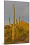 Morning light on Saguaro cactus Saguaro National Park, Arizona.-Darrell Gulin-Mounted Photographic Print