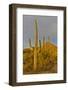 Morning light on Saguaro cactus Saguaro National Park, Arizona.-Darrell Gulin-Framed Photographic Print