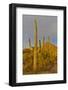 Morning light on Saguaro cactus Saguaro National Park, Arizona.-Darrell Gulin-Framed Photographic Print