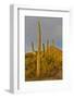 Morning light on Saguaro cactus Saguaro National Park, Arizona.-Darrell Gulin-Framed Photographic Print