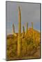 Morning light on Saguaro cactus Saguaro National Park, Arizona.-Darrell Gulin-Mounted Photographic Print