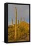 Morning light on Saguaro cactus Saguaro National Park, Arizona.-Darrell Gulin-Framed Stretched Canvas