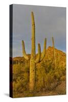 Morning light on Saguaro cactus Saguaro National Park, Arizona.-Darrell Gulin-Stretched Canvas