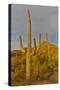 Morning light on Saguaro cactus Saguaro National Park, Arizona.-Darrell Gulin-Stretched Canvas