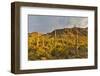 Morning light on Saguaro cactus Saguaro National Park, Arizona.-Darrell Gulin-Framed Photographic Print