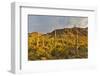 Morning light on Saguaro cactus Saguaro National Park, Arizona.-Darrell Gulin-Framed Photographic Print