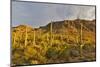 Morning light on Saguaro cactus Saguaro National Park, Arizona.-Darrell Gulin-Mounted Photographic Print