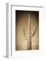 Morning Light on Saguaro Cactus under Gates Pass, Tucson Mountain Park, Arizona, Usa-Russ Bishop-Framed Photographic Print