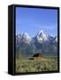 Morning Light on the Tetons and Old Barn, Grand Teton National Park, Wyoming, USA-Howie Garber-Framed Stretched Canvas