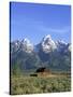 Morning Light on the Tetons and Old Barn, Grand Teton National Park, Wyoming, USA-Howie Garber-Stretched Canvas