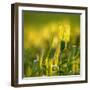 Morning Light On Wheat-Janet Slater-Framed Photographic Print