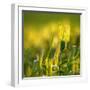 Morning Light On Wheat-Janet Slater-Framed Photographic Print