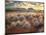 Morning Light over Desert Dunes, Mountains and Sun-Lit Grasses in the Namibrand, Namibia, Sw Africa-Frances Gallogly-Mounted Photographic Print