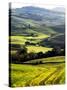 Morning Light over the Fields of Winter Wheat above the Tuscan Landscape-Terry Eggers-Stretched Canvas