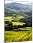 Morning Light over the Fields of Winter Wheat above the Tuscan Landscape-Terry Eggers-Mounted Photographic Print