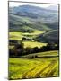 Morning Light over the Fields of Winter Wheat above the Tuscan Landscape-Terry Eggers-Mounted Photographic Print