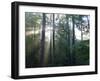 Morning light shining through the forest-Jan Halaska-Framed Premium Photographic Print