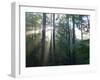 Morning light shining through the forest-Jan Halaska-Framed Premium Photographic Print