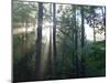 Morning light shining through the forest-Jan Halaska-Mounted Premium Photographic Print