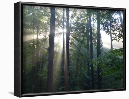 Morning light shining through the forest-Jan Halaska-Framed Photographic Print