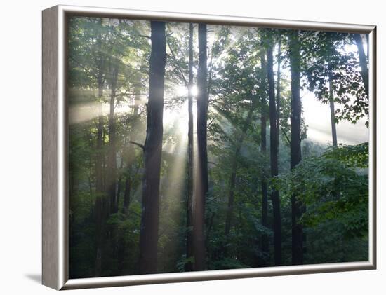 Morning light shining through the forest-Jan Halaska-Framed Photographic Print