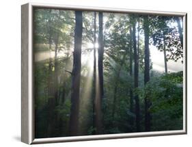 Morning light shining through the forest-Jan Halaska-Framed Photographic Print