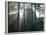 Morning light shining through the forest-Jan Halaska-Framed Photographic Print