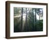 Morning light shining through the forest-Jan Halaska-Framed Photographic Print