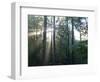 Morning light shining through the forest-Jan Halaska-Framed Photographic Print