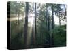 Morning light shining through the forest-Jan Halaska-Stretched Canvas