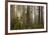 Morning Light-David Winston-Framed Art Print